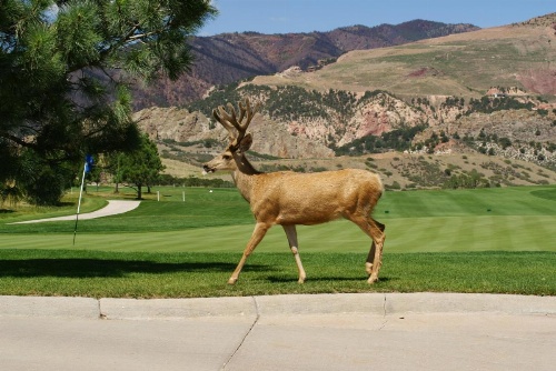 Garden Of The Gods Club And Resort image 35